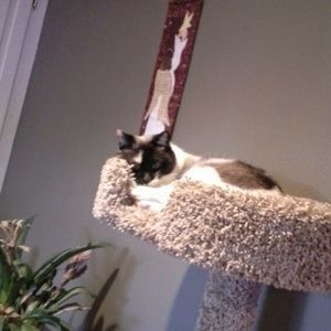 Meet your Posher, Abby